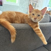 Robin, chat à adopter