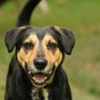 Oskar ist auf der Suche nach der Nadel im Heuhaufen. ❤, Hund zur Adoption