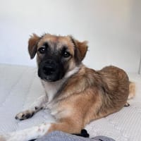 Zauberhafte Lou sucht in Trier ihre Menschen!, Hündin zur Adoption