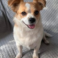 Maxi  kleiner Hund mit ganz großem Herzen!, Hündin zur Adoption