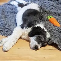 Süßes Hundekind Baloo(4 Mon,32 cm, 5kg) sucht sein Zuhause, Hund zur Adoption