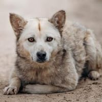 LUCY - eine echte Lebenskünstlerin, Hündin zur Adoption
