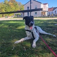 Primo aus 85120 Hepberg sucht ein erfahrenes zu Hause, Hund zur Adoption