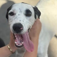 Paul  der fröhliche Hundebub sucht seine Menschen, Hund zur Adoption