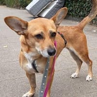 Lola💕ruhige und liebe Hündin, Hündin zur Adoption