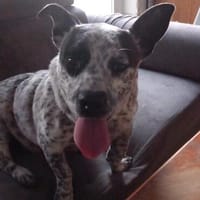 Mopsi wünscht sich einen Einzelplatz ist aber kein muss, Hund zur Adoption