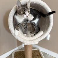 verschmuster Toma sucht liebevolles zu Hause, Kater zur Adoption
