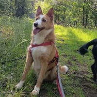Schüchterner Yuma, Hund zur Adoption