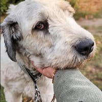 Selbstbewusste Ella sucht ihre Menschen!, Hündin zur Adoption