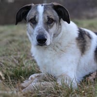 Liebevoller Hund REX sucht seinen Menschen!, Hund zur Adoption