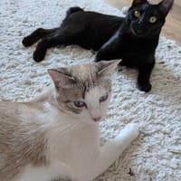 Albor & Seara  verspieltes Katzenpaar sucht gemeinsames Zuh, Kater zur Adoption
