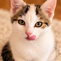 Mischa sucht ihr Zuhause, Katze zur Adoption