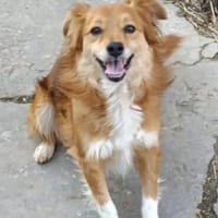 Grinsebacke COCO sucht 4ever home, Hündin zur Adoption