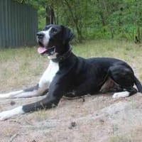 Manetti, sensibler Riese mit Herz, Hund zur Adoption