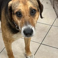 Noel, Hund zur Adoption