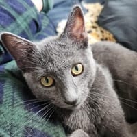 Viggo  Russisch-Blauer Kater sucht liebevolles Zuhause, Kater zur Adoption