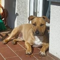 Bosco 3 ♥ Auf Pflegestelle in 53225 Bonn, Hund zur Adoption