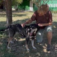 Linci, Hündin zur Adoption