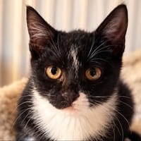 Cookie sucht sein Zuhause, Kater zur Adoption