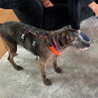 PIXIE ❤ braucht ganz schnell ein neues Zuhause., Hündin zur Adoption