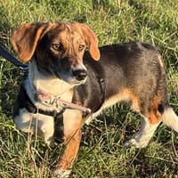 Zuckersüße Sunny, Hündin zur Adoption