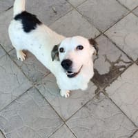 Baloo, Hund zur Adoption
