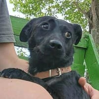 ❤ superlieber Herzensdieb PUPO in Bayern ❤, Hund zur Adoption