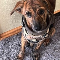 Sole-Malina 🧡🧡🧡liebes Zuhause gesucht, Hündin zur Adoption