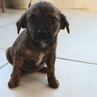 Sole-Malina 🧡🧡🧡liebes Zuhause gesucht, Hündin zur Adoption