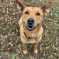 Ozzy - Konsequenz gefragt, Hund zur Adoption