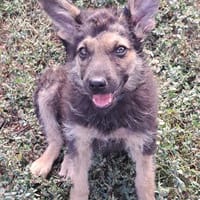 Kleiner Zeno sucht seine Familie, Hund zur Adoption