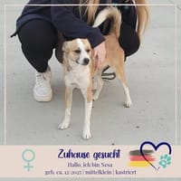 Nesa - best Budy gesucht von mir der ein Foreverhome hat, Hündin zur Adoption