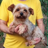 Aramu° in 41472 Neuss, Hund zur Adoption
