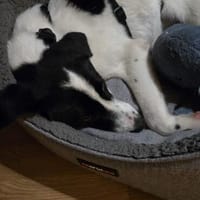 Klara - sucht Dich für ihre Abenteuer, Hündin zur Adoption