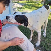 Iris - ein sanftes, liebevolles Engelchen, Hündin zur Adoption