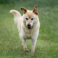 Sam - Unglücksrabe, Hund zur Adoption