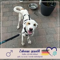 Kilian - sucht ein lebenslanges geborgenes Foreverhome, Hündin zur Adoption