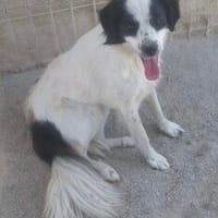 Alexa 46 cm (Pflegestelle), Hündin zur Adoption