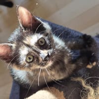 Bijou, chatte à adopter