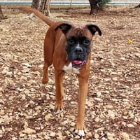 STORM, chien à adopter