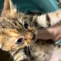 TARTIFLETTE, chatte à adopter