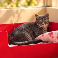 Sasha, chat à adopter