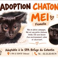 MEI, chatte à adopter
