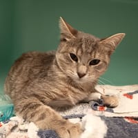 PHOEBE C, chatte à adopter