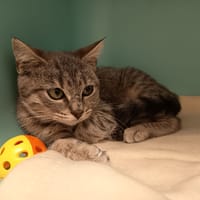 MARLEY C, chat à adopter