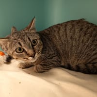 AÉRIO C, chat à adopter