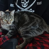 PRIM, chatte à adopter