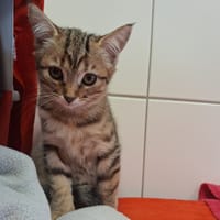 ZAG, chatte à adopter