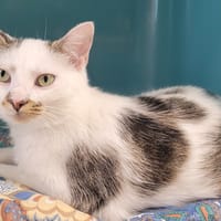 ZAELY, chatte à adopter
