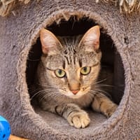 Oxa, chatte à adopter